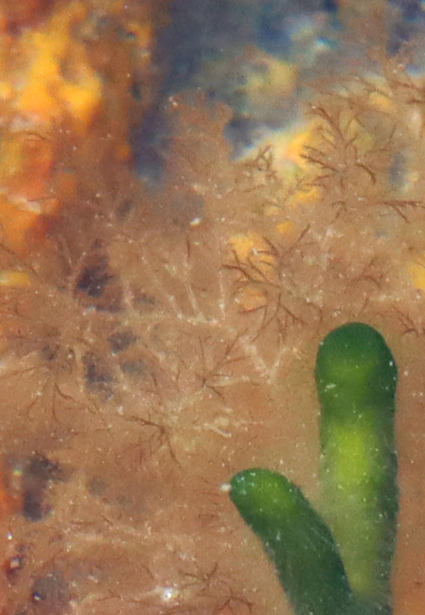 Brown Algae - Class Phaeophyceae Habitat: Tide pool during low tide Geotagged,Phaeophyceae,Summer,United States,algae,brown seaweed,seaweed