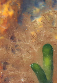 Brown Algae - Class Phaeophyceae Habitat: Tide pool during low tide Geotagged,Phaeophyceae,Summer,United States,algae,brown seaweed,seaweed