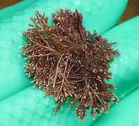 Calcareous Red Seaweed - Corallina officinalis Habitat: Tide pool during low tide<br />
https://www.jungledragon.com/image/153936/calcareous_red_seaweed_-_corallina_officinalis.html Calcareous Red Seaweed,Common Coralline,Corallina officinalis,Geotagged,Summer,United States,algae,corallina,red algae,seaweed