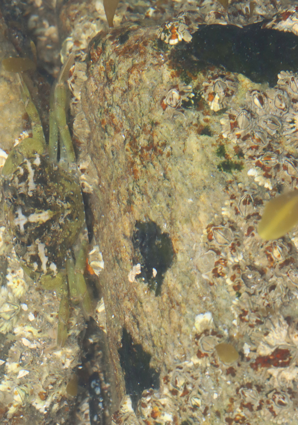 Cyanobacteria - Calothrix sp. *Black patches on rocks; I&#039;m not sure if it can be IDed to species yet.<br />
<br />
Habitat: Tide pools during low tide Cyanobacteria,Geotagged,Summer,United States,calothrix