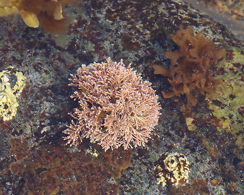 Calcareous Red Seaweed - Corallina officinalis Habitat: Tide pool during low tide
https://www.jungledragon.com/image/153934/calcareous_red_seaweed_-_corallina_officinalis.html Common Coralline,Corallina officinalis,Geotagged,Summer,United States