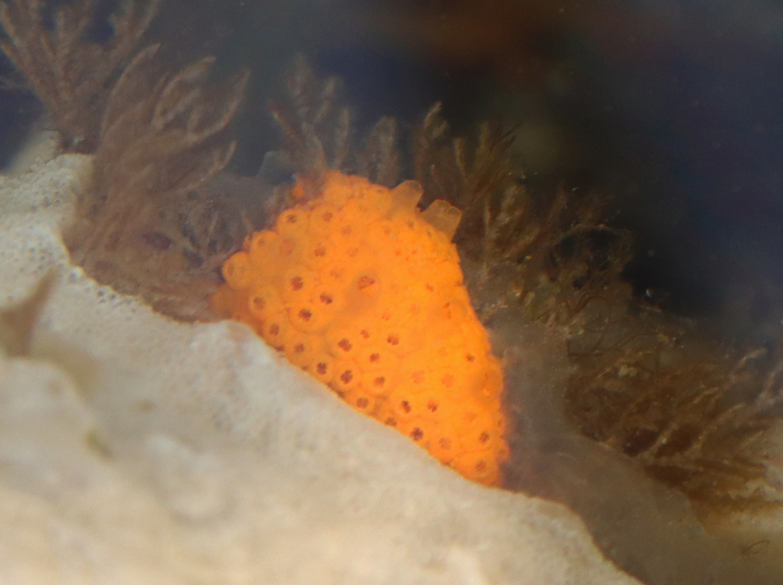 Orange Sheath Tunicate - Botrylloides violaceus Botrylloides are flat sheets of organisms that encrust surfaces. <br />
<br />
Habitat: There was lots of these on the rocks in the low tide zone. <br />
<figure class="photo"><a href="https://www.jungledragon.com/image/153939/orange_sheath_tunicate_-_botrylloides_violaceus.html" title="Orange Sheath Tunicate - Botrylloides violaceus"><img src="https://s3.amazonaws.com/media.jungledragon.com/images/3232/153939_thumb.jpg?AWSAccessKeyId=05GMT0V3GWVNE7GGM1R2&Expires=1759968010&Signature=Fd5TXGhHBB3TS1vTJbmWTz4IyeI%3D" width="200" height="152" alt="Orange Sheath Tunicate - Botrylloides violaceus Botrylloides are flat sheets of organisms that encrust surfaces.<br />
<br />
Habitat: There was lots of these on the rocks in the low tide zone.<br />
https://www.jungledragon.com/image/153937/orange_sheath_tunicate_-_botrylloides_violaceus.html Botrylloides violaceus,Geotagged,Orange Sheath Tunicate,Summer,United States" /></a></figure> Botrylloides,Botrylloides violaceus,Geotagged,Orange Sheath Tunicate,Summer,United States,tunicate
