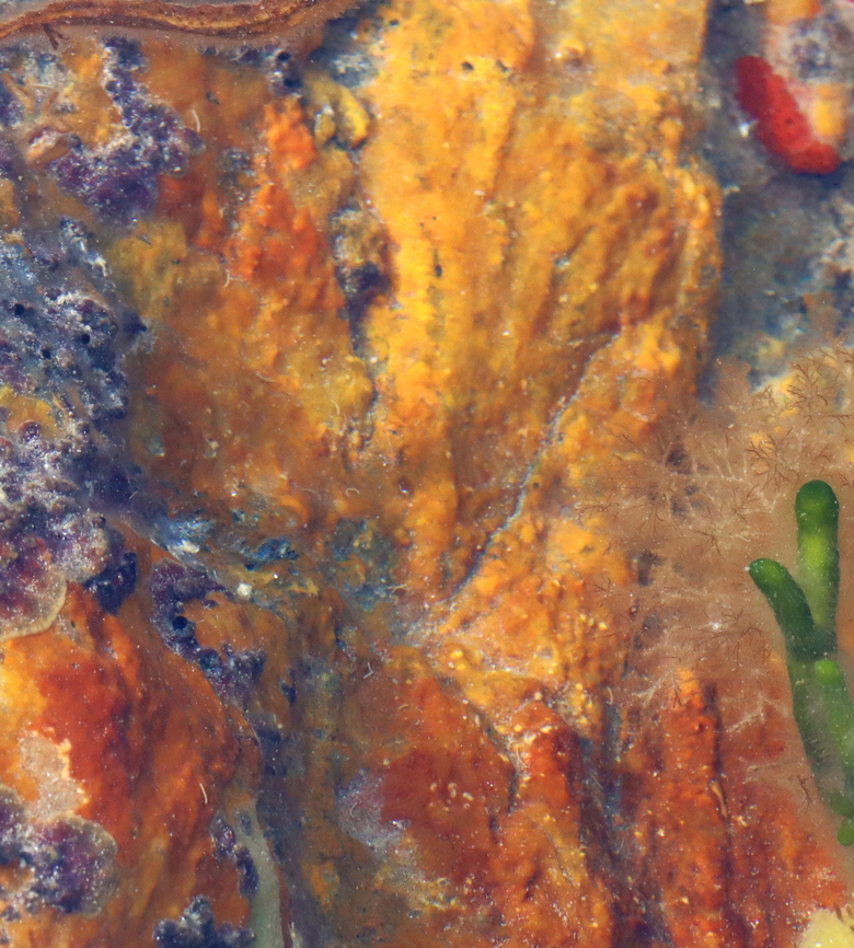 Red Algae - Phylum Rhodophyta ID is for the orange crusty stuff on the rock. Red algae?<br />
<br />
Habitat: On rocks in tide pools during low tide Geotagged,Summer,United States,algae,red algae,rhodophyta