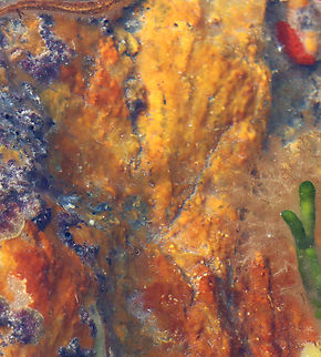 Red Algae - Phylum Rhodophyta ID is for the orange crusty stuff on the rock. Red algae?

Habitat: On rocks in tide pools during low tide Geotagged,Summer,United States,algae,red algae,rhodophyta