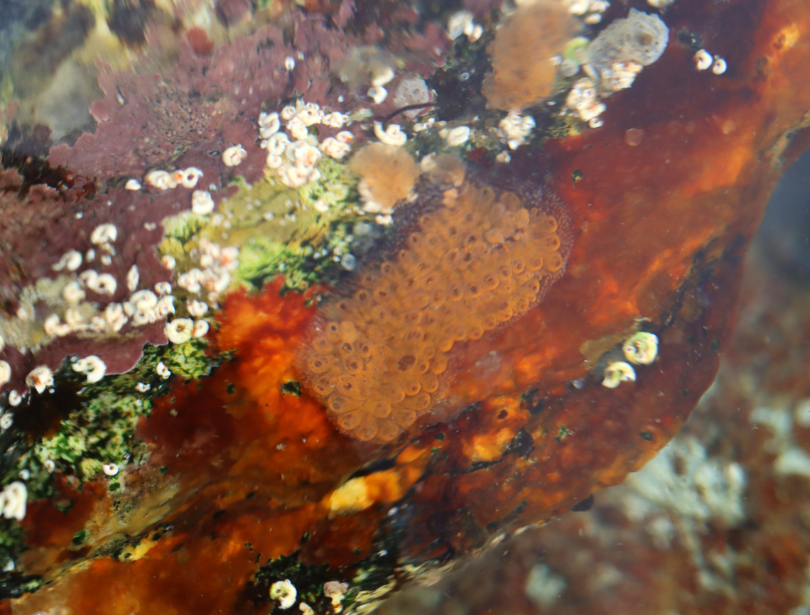 Orange Sheath Tunicate - Botrylloides violaceus Botrylloides are flat sheets of organisms that encrust surfaces.<br />
<br />
Habitat: There was lots of these on the rocks in the low tide zone.<br />
<figure class="photo"><a href="https://www.jungledragon.com/image/153937/orange_sheath_tunicate_-_botrylloides_violaceus.html" title="Orange Sheath Tunicate - Botrylloides violaceus"><img src="https://s3.amazonaws.com/media.jungledragon.com/images/3232/153937_thumb.jpg?AWSAccessKeyId=05GMT0V3GWVNE7GGM1R2&Expires=1767225610&Signature=fn6Wj1cnuyGQpYviZPjdEiiHPu8%3D" width="200" height="150" alt="Orange Sheath Tunicate - Botrylloides violaceus Botrylloides are flat sheets of organisms that encrust surfaces. <br />
<br />
Habitat: There was lots of these on the rocks in the low tide zone. <br />
https://www.jungledragon.com/image/153939/orange_sheath_tunicate_-_botrylloides_violaceus.html Botrylloides,Botrylloides violaceus,Geotagged,Orange Sheath Tunicate,Summer,United States,tunicate" /></a></figure> Botrylloides violaceus,Geotagged,Orange Sheath Tunicate,Summer,United States