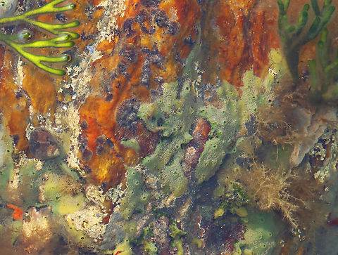 Breadcrumb Sponge - Halichondria panicea Habitat: Intertidal zone at low tide Breadcrumb Sponge,Geotagged,Halichondria,Halichondria panicea,Summer,United States,demospongiae,sponge