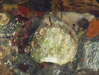 European flat oyster - Ostrea edulis Habitat: Adhered to rocks in tide pools <br />
https://www.jungledragon.com/image/153942/european_flat_oyster_-_ostrea_edulis.html European flat oyster,Geotagged,Ostrea,Ostrea edulis,Summer,United States,oyster