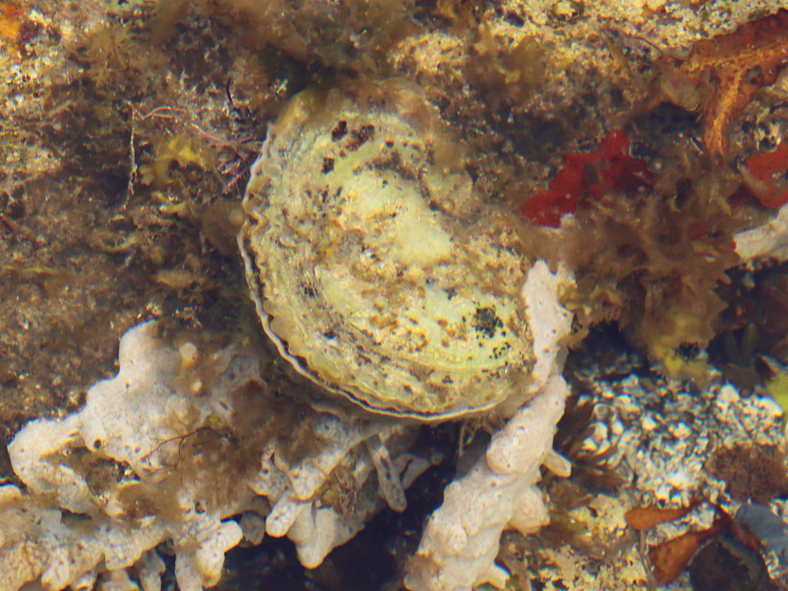 European flat oyster - Ostrea edulis Habitat: Adhered to rocks in tide pools<br />
<figure class="photo"><a href="https://www.jungledragon.com/image/153941/european_flat_oyster_-_ostrea_edulis.html" title="European flat oyster - Ostrea edulis"><img src="https://s3.amazonaws.com/media.jungledragon.com/images/3232/153941_thumb.jpg?AWSAccessKeyId=05GMT0V3GWVNE7GGM1R2&Expires=1759968010&Signature=p2hWzENelil2FYgn71Hbxx1rySg%3D" width="200" height="152" alt="European flat oyster - Ostrea edulis Habitat: Adhered to rocks in tide pools <br />
https://www.jungledragon.com/image/153942/european_flat_oyster_-_ostrea_edulis.html European flat oyster,Geotagged,Ostrea,Ostrea edulis,Summer,United States,oyster" /></a></figure> European flat oyster,Geotagged,Ostrea edulis,Summer,United States