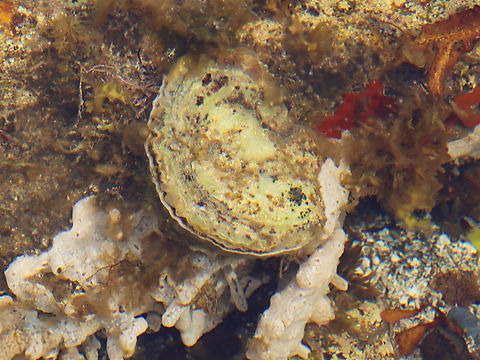 European flat oyster - Ostrea edulis Habitat: Adhered to rocks in tide pools
https://www.jungledragon.com/image/153941/european_flat_oyster_-_ostrea_edulis.html European flat oyster,Geotagged,Ostrea edulis,Summer,United States