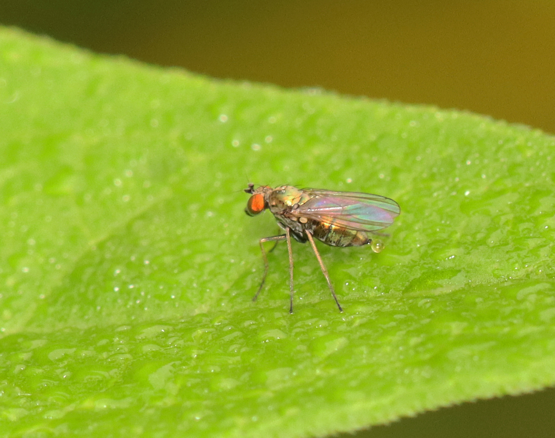 Longlegged Fly - Chrysotus sp. I&#039;m not sure of the species.<br />
<br />
Habitat: Garden Chrysotus,Dolichopodidae,Geotagged,Summer,United States,diptera,fly,longlegged fly