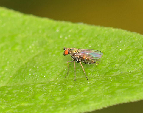 Longlegged Fly - Chrysotus sp. I'm not sure of the species.

Habitat: Garden Chrysotus,Dolichopodidae,Geotagged,Summer,United States,diptera,fly,longlegged fly