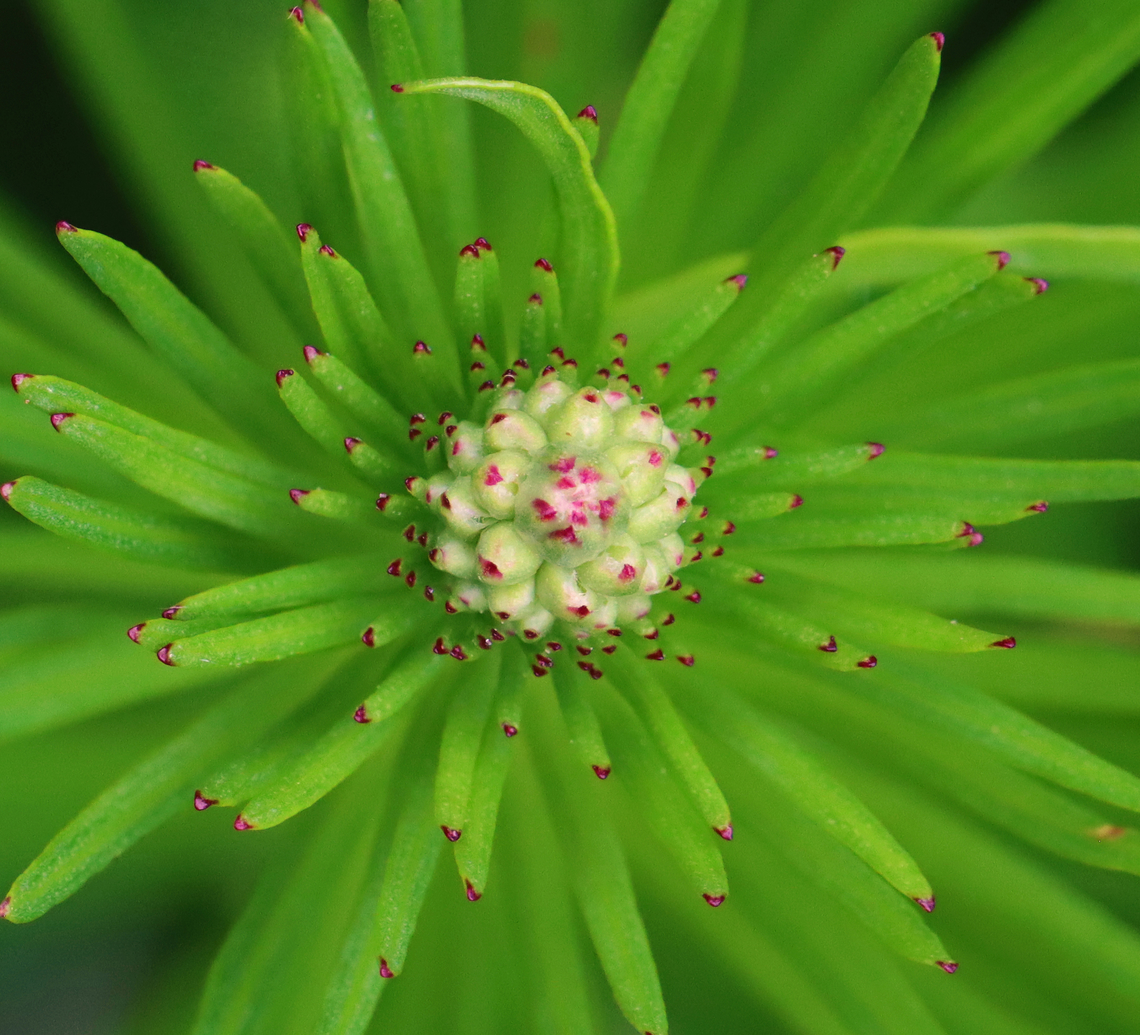 Dense Blazing Star - Liatris spicata Habitat: Garden Dense Blazing Star,Geotagged,Liatris spicata,Summer,United States,liatris