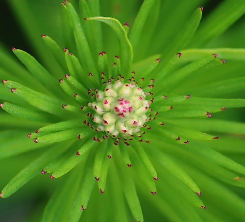 Dense Blazing Star - Liatris spicata Habitat: Garden Dense Blazing Star,Geotagged,Liatris spicata,Summer,United States,liatris