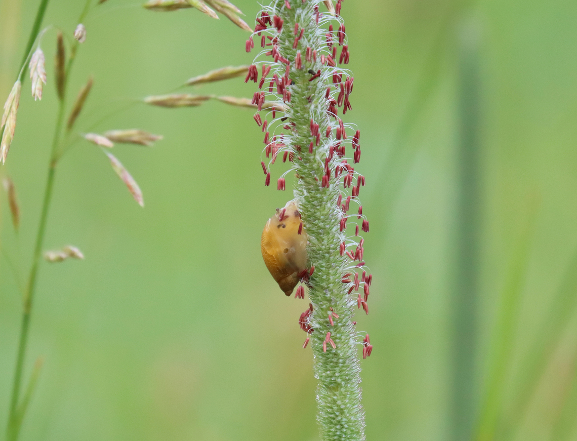 Meadow Snail - Gastropoda Habitat: Meadow Gastropoda,Geotagged,Summer,United States,snail
