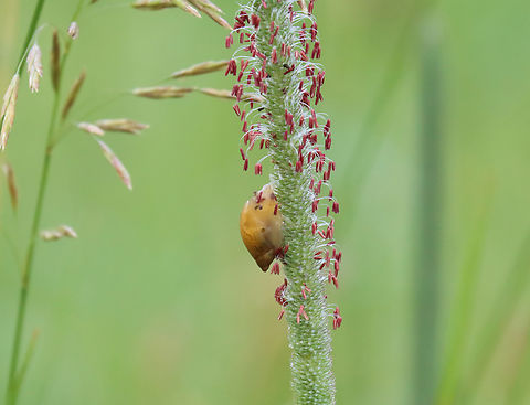 Meadow Snail - Gastropoda Habitat: Meadow Gastropoda,Geotagged,Summer,United States,snail