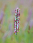Timothy Grass - Phleum sp. This grass was pretty impressive and made a beautiful sight in the meadow on a breezy day. It was so tall -- nearly my height.<br />
<br />
Habitat: Meadow<br />
https://www.jungledragon.com/image/153975/timothy_grass_-_phleum_sp.html Geotagged,Phleum,Poaceae,Poeae,Summer,United States,grass,timothy grass