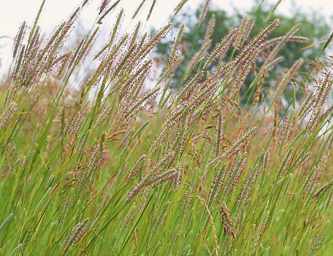 Timothy Grass - Phleum sp. This grass was pretty impressive and made a beautiful sight in the meadow on a breezy day. It was so tall -- nearly my height.

Habitat: Meadow
https://www.jungledragon.com/image/153974/timothy_grass_-_phleum_sp.html Geotagged,Phleum,Summer,United States