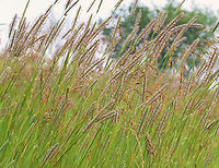 Timothy Grass - Phleum sp. This grass was pretty impressive and made a beautiful sight in the meadow on a breezy day. It was so tall -- nearly my height.<br />
<br />
Habitat: Meadow<br />
https://www.jungledragon.com/image/153974/timothy_grass_-_phleum_sp.html Geotagged,Phleum,Summer,United States