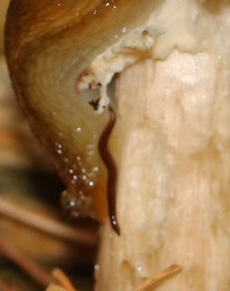 Nematode - Phylum Nematoda Nematode with an Arion slug on a Stropharia rugosoannulata mushroom.

Habitat: Mixed forest

**Unfortunately for this nematode, it is on a Stropharia rugosoannulata mushroom, which is a nematophagous fungus -- meaning that it is able to trap and digest nematodes.
https://www.jungledragon.com/image/153980/king_stropharia_-_stropharia_rugosoannulata.html
https://www.jungledragon.com/image/153979/king_stropharia_-_stropharia_rugosoannulata.html
https://www.jungledragon.com/image/153976/nematode_-_phylum_nematoda.html Geotagged,Nematoda,Stropharia rugosoannulata,Summer,United States,nematode