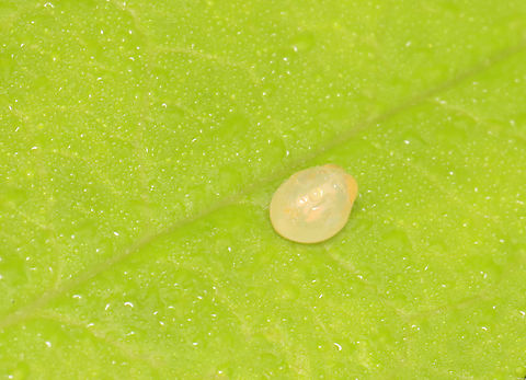 Leaf-footed Bug Egg - maybe Acanthocephala terminalis Habitat: Garden Acanthocephala,Coreidae,Geotagged,Leaf-footed Bug Egg,Summer,United States,egg,hemiptera