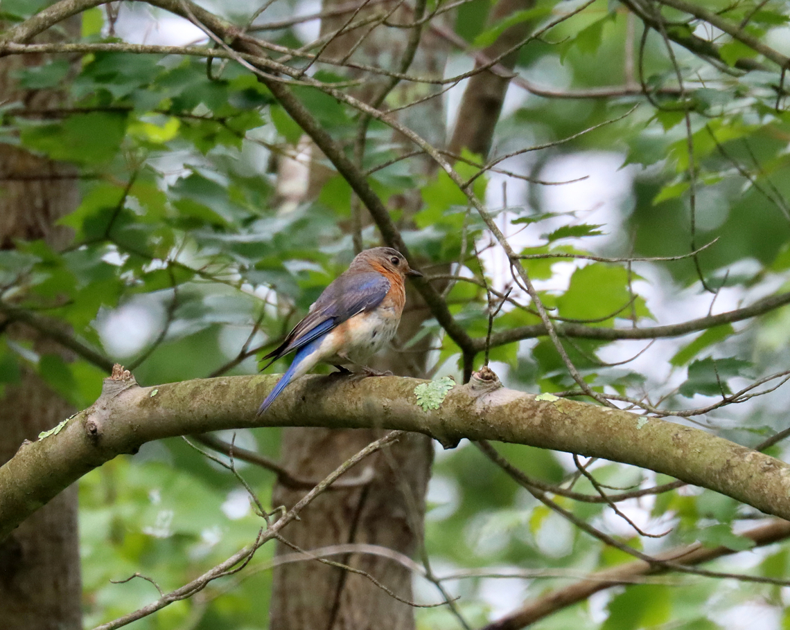 Blue Bird -Sialia sialis Habitat: Mixed forest Eastern Blue bird,Geotagged,Sialia sialis,Sialis,Summer,United States,blue bird