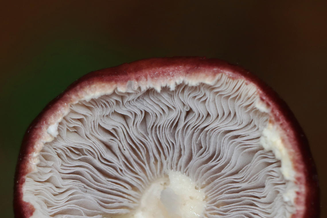King Stropharia - Stropharia rugosoannulata It had beautiful, lavender-gray gills.<br />
<br />
Habitat: Mixed forest<br />
<figure class="photo"><a href="https://www.jungledragon.com/image/153980/king_stropharia_-_stropharia_rugosoannulata.html" title="King Stropharia - Stropharia rugosoannulata"><img src="https://s3.amazonaws.com/media.jungledragon.com/images/3232/153980_thumb.jpg?AWSAccessKeyId=05GMT0V3GWVNE7GGM1R2&Expires=1759968010&Signature=dE06Pu6LgdDu7ZJdA8zQBECXlYU%3D" width="200" height="160" alt="King Stropharia - Stropharia rugosoannulata There was an Arion slug and a nematode on the stipe. Stropharia rugosoannulata is a nematophagous fungus -- meaning that it is able to trap and digest nematodes.<br />
<br />
Habitat: Mixed forest<br />
https://www.jungledragon.com/image/153980/king_stropharia_-_stropharia_rugosoannulata.html<br />
https://www.jungledragon.com/image/153979/king_stropharia_-_stropharia_rugosoannulata.html<br />
https://www.jungledragon.com/image/153976/nematode_-_phylum_nematoda.html Geotagged,King Stropharia,Stropharia rugosoannulata,Summer,United States,fungus,mushroom,nematophagous fungus,stropharia" /></a></figure><br />
<figure class="photo"><a href="https://www.jungledragon.com/image/153979/king_stropharia_-_stropharia_rugosoannulata.html" title="King Stropharia - Stropharia rugosoannulata"><img src="https://s3.amazonaws.com/media.jungledragon.com/images/3232/153979_thumb.jpg?AWSAccessKeyId=05GMT0V3GWVNE7GGM1R2&Expires=1759968010&Signature=DYe11xnho%2BWMbsu4TwEvOqef8Y0%3D" width="200" height="134" alt="King Stropharia - Stropharia rugosoannulata It had beautiful, lavender-gray gills.<br />
<br />
Habitat: Mixed forest<br />
https://www.jungledragon.com/image/153980/king_stropharia_-_stropharia_rugosoannulata.html<br />
https://www.jungledragon.com/image/153979/king_stropharia_-_stropharia_rugosoannulata.html<br />
https://www.jungledragon.com/image/153976/nematode_-_phylum_nematoda.html Geotagged,King Stropharia,Stropharia rugosoannulata,Summer,United States" /></a></figure><br />
<figure class="photo"><a href="https://www.jungledragon.com/image/153976/nematode_-_phylum_nematoda.html" title="Nematode - Phylum Nematoda"><img src="https://s3.amazonaws.com/media.jungledragon.com/images/3232/153976_thumb.jpg?AWSAccessKeyId=05GMT0V3GWVNE7GGM1R2&Expires=1759968010&Signature=ONMzRywzSiOpd4Q06sEpVLJMXJQ%3D" width="122" height="152" alt="Nematode - Phylum Nematoda Nematode with an Arion slug on a Stropharia rugosoannulata mushroom.<br />
<br />
Habitat: Mixed forest<br />
<br />
**Unfortunately for this nematode, it is on a Stropharia rugosoannulata mushroom, which is a nematophagous fungus -- meaning that it is able to trap and digest nematodes.<br />
https://www.jungledragon.com/image/153980/king_stropharia_-_stropharia_rugosoannulata.html<br />
https://www.jungledragon.com/image/153979/king_stropharia_-_stropharia_rugosoannulata.html<br />
https://www.jungledragon.com/image/153976/nematode_-_phylum_nematoda.html Geotagged,Nematoda,Stropharia rugosoannulata,Summer,United States,nematode" /></a></figure> Geotagged,King Stropharia,Stropharia rugosoannulata,Summer,United States