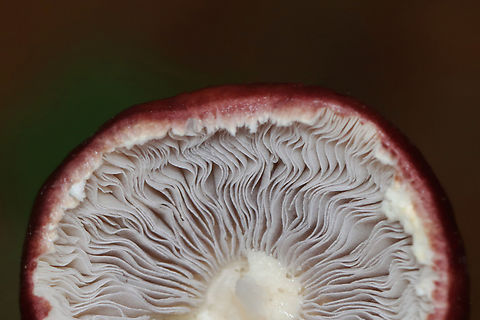 King Stropharia - Stropharia rugosoannulata It had beautiful, lavender-gray gills.

Habitat: Mixed forest
https://www.jungledragon.com/image/153980/king_stropharia_-_stropharia_rugosoannulata.html
https://www.jungledragon.com/image/153979/king_stropharia_-_stropharia_rugosoannulata.html
https://www.jungledragon.com/image/153976/nematode_-_phylum_nematoda.html Geotagged,King Stropharia,Stropharia rugosoannulata,Summer,United States