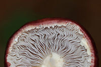 King Stropharia - Stropharia rugosoannulata It had beautiful, lavender-gray gills.<br />
<br />
Habitat: Mixed forest<br />
https://www.jungledragon.com/image/153980/king_stropharia_-_stropharia_rugosoannulata.html<br />
https://www.jungledragon.com/image/153979/king_stropharia_-_stropharia_rugosoannulata.html<br />
https://www.jungledragon.com/image/153976/nematode_-_phylum_nematoda.html Geotagged,King Stropharia,Stropharia rugosoannulata,Summer,United States
