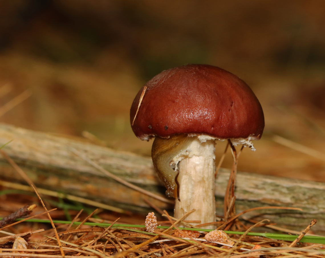 King Stropharia - Stropharia rugosoannulata There was an Arion slug and a nematode on the stipe. Stropharia rugosoannulata is a nematophagous fungus -- meaning that it is able to trap and digest nematodes.<br />
<br />
Habitat: Mixed forest<br />
<figure class="photo"><a href="https://www.jungledragon.com/image/153980/king_stropharia_-_stropharia_rugosoannulata.html" title="King Stropharia - Stropharia rugosoannulata"><img src="https://s3.amazonaws.com/media.jungledragon.com/images/3232/153980_thumb.jpg?AWSAccessKeyId=05GMT0V3GWVNE7GGM1R2&Expires=1767225610&Signature=coUz34osrZonN6cZJI3Ll6xejas%3D" width="200" height="160" alt="King Stropharia - Stropharia rugosoannulata There was an Arion slug and a nematode on the stipe. Stropharia rugosoannulata is a nematophagous fungus -- meaning that it is able to trap and digest nematodes.<br />
<br />
Habitat: Mixed forest<br />
https://www.jungledragon.com/image/153980/king_stropharia_-_stropharia_rugosoannulata.html<br />
https://www.jungledragon.com/image/153979/king_stropharia_-_stropharia_rugosoannulata.html<br />
https://www.jungledragon.com/image/153976/nematode_-_phylum_nematoda.html Geotagged,King Stropharia,Stropharia rugosoannulata,Summer,United States,fungus,mushroom,nematophagous fungus,stropharia" /></a></figure><br />
<figure class="photo"><a href="https://www.jungledragon.com/image/153979/king_stropharia_-_stropharia_rugosoannulata.html" title="King Stropharia - Stropharia rugosoannulata"><img src="https://s3.amazonaws.com/media.jungledragon.com/images/3232/153979_thumb.jpg?AWSAccessKeyId=05GMT0V3GWVNE7GGM1R2&Expires=1767225610&Signature=T5Q1im96aD7AsWulDe2Vp1V0GaM%3D" width="200" height="134" alt="King Stropharia - Stropharia rugosoannulata It had beautiful, lavender-gray gills.<br />
<br />
Habitat: Mixed forest<br />
https://www.jungledragon.com/image/153980/king_stropharia_-_stropharia_rugosoannulata.html<br />
https://www.jungledragon.com/image/153979/king_stropharia_-_stropharia_rugosoannulata.html<br />
https://www.jungledragon.com/image/153976/nematode_-_phylum_nematoda.html Geotagged,King Stropharia,Stropharia rugosoannulata,Summer,United States" /></a></figure><br />
<figure class="photo"><a href="https://www.jungledragon.com/image/153976/nematode_-_phylum_nematoda.html" title="Nematode - Phylum Nematoda"><img src="https://s3.amazonaws.com/media.jungledragon.com/images/3232/153976_thumb.jpg?AWSAccessKeyId=05GMT0V3GWVNE7GGM1R2&Expires=1767225610&Signature=Wktv8oij8OPGY4zVhu0PKC756GA%3D" width="122" height="152" alt="Nematode - Phylum Nematoda Nematode with an Arion slug on a Stropharia rugosoannulata mushroom.<br />
<br />
Habitat: Mixed forest<br />
<br />
**Unfortunately for this nematode, it is on a Stropharia rugosoannulata mushroom, which is a nematophagous fungus -- meaning that it is able to trap and digest nematodes.<br />
https://www.jungledragon.com/image/153980/king_stropharia_-_stropharia_rugosoannulata.html<br />
https://www.jungledragon.com/image/153979/king_stropharia_-_stropharia_rugosoannulata.html<br />
https://www.jungledragon.com/image/153976/nematode_-_phylum_nematoda.html Geotagged,Nematoda,Stropharia rugosoannulata,Summer,United States,nematode" /></a></figure> Geotagged,King Stropharia,Stropharia rugosoannulata,Summer,United States,fungus,mushroom,nematophagous fungus,stropharia