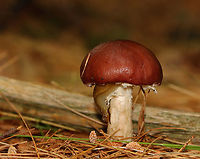 King Stropharia - Stropharia rugosoannulata There was an Arion slug and a nematode on the stipe. Stropharia rugosoannulata is a nematophagous fungus -- meaning that it is able to trap and digest nematodes.<br />
<br />
Habitat: Mixed forest<br />
https://www.jungledragon.com/image/153980/king_stropharia_-_stropharia_rugosoannulata.html<br />
https://www.jungledragon.com/image/153979/king_stropharia_-_stropharia_rugosoannulata.html<br />
https://www.jungledragon.com/image/153976/nematode_-_phylum_nematoda.html Geotagged,King Stropharia,Stropharia rugosoannulata,Summer,United States,fungus,mushroom,nematophagous fungus,stropharia