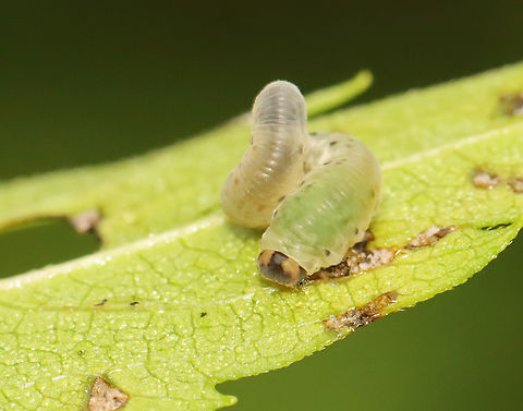 Sawfly Larva - Tenthredinidae Taxonus sp.?

Host plant - Rudbeckia laciniata (At least, that's how it was labeled. It was so chewed up that I can't confirm the plant ID.)
https://www.jungledragon.com/image/154097/sawfly_larva_-_tenthredinidae.html
https://www.jungledragon.com/image/154100/sawfly_larva_-_tenthredinidae.html
https://www.jungledragon.com/image/154099/sawfly_larva_-_tenthredinidae.html
https://www.jungledragon.com/image/154098/sawfly_larva_-_tenthredinidae.html Geotagged,Summer,Taxonus,Tenthredinidae,United States,larva,sawfly,sawfly larva