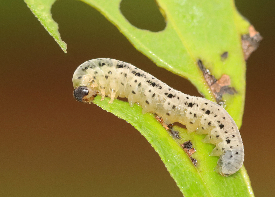Sawfly Larva - Tenthredinidae Taxonus sp.?<br />
<br />
Host plant - Rudbeckia laciniata (At least, that&#039;s how it was labeled. It was so chewed up that I can&#039;t confirm the plant ID.)<br />
<figure class="photo"><a href="https://www.jungledragon.com/image/154097/sawfly_larva_-_tenthredinidae.html" title="Sawfly Larva - Tenthredinidae"><img src="https://s3.amazonaws.com/media.jungledragon.com/images/3232/154097_thumb.jpg?AWSAccessKeyId=05GMT0V3GWVNE7GGM1R2&Expires=1759968010&Signature=hGOKQZFrV8c4JfbbOs84cJRyzeU%3D" width="200" height="158" alt="Sawfly Larva - Tenthredinidae Taxonus sp.?<br />
<br />
Host plant - Rudbeckia laciniata (At least, that&#039;s how it was labeled. It was so chewed up that I can&#039;t confirm the plant ID.)<br />
https://www.jungledragon.com/image/154097/sawfly_larva_-_tenthredinidae.html<br />
https://www.jungledragon.com/image/154100/sawfly_larva_-_tenthredinidae.html<br />
https://www.jungledragon.com/image/154099/sawfly_larva_-_tenthredinidae.html<br />
https://www.jungledragon.com/image/154098/sawfly_larva_-_tenthredinidae.html Geotagged,Summer,Taxonus,Tenthredinidae,United States,larva,sawfly,sawfly larva" /></a></figure><br />
<figure class="photo"><a href="https://www.jungledragon.com/image/154100/sawfly_larva_-_tenthredinidae.html" title="Sawfly Larva - Tenthredinidae"><img src="https://s3.amazonaws.com/media.jungledragon.com/images/3232/154100_thumb.jpg?AWSAccessKeyId=05GMT0V3GWVNE7GGM1R2&Expires=1759968010&Signature=EOspcaJNAY0KF0QBQXFKBmdCJaU%3D" width="120" height="152" alt="Sawfly Larva - Tenthredinidae Taxonus sp.?<br />
<br />
Host plant - Rudbeckia laciniata (At least, that&#039;s how it was labeled. It was so chewed up that I can&#039;t confirm the plant ID.)<br />
https://www.jungledragon.com/image/154097/sawfly_larva_-_tenthredinidae.html<br />
https://www.jungledragon.com/image/154100/sawfly_larva_-_tenthredinidae.html<br />
https://www.jungledragon.com/image/154099/sawfly_larva_-_tenthredinidae.html<br />
https://www.jungledragon.com/image/154098/sawfly_larva_-_tenthredinidae.html Geotagged,Summer,United States" /></a></figure><br />
<figure class="photo"><a href="https://www.jungledragon.com/image/154099/sawfly_larva_-_tenthredinidae.html" title="Sawfly Larva - Tenthredinidae"><img src="https://s3.amazonaws.com/media.jungledragon.com/images/3232/154099_thumb.jpg?AWSAccessKeyId=05GMT0V3GWVNE7GGM1R2&Expires=1759968010&Signature=Zqht8npyM%2FMN4VsTyGNVjZYLNi0%3D" width="200" height="152" alt="Sawfly Larva - Tenthredinidae Taxonus sp.?<br />
<br />
Host plant - Rudbeckia laciniata (At least, that&#039;s how it was labeled. It was so chewed up that I can&#039;t confirm the plant ID.)<br />
https://www.jungledragon.com/image/154097/sawfly_larva_-_tenthredinidae.html<br />
https://www.jungledragon.com/image/154100/sawfly_larva_-_tenthredinidae.html<br />
https://www.jungledragon.com/image/154099/sawfly_larva_-_tenthredinidae.html<br />
https://www.jungledragon.com/image/154098/sawfly_larva_-_tenthredinidae.html Geotagged,Summer,United States" /></a></figure><br />
<figure class="photo"><a href="https://www.jungledragon.com/image/154098/sawfly_larva_-_tenthredinidae.html" title="Sawfly Larva - Tenthredinidae"><img src="https://s3.amazonaws.com/media.jungledragon.com/images/3232/154098_thumb.jpg?AWSAccessKeyId=05GMT0V3GWVNE7GGM1R2&Expires=1759968010&Signature=glvh79PsyUyUSI3CSc8Xux5MuHk%3D" width="200" height="144" alt="Sawfly Larva - Tenthredinidae Taxonus sp.?<br />
<br />
Host plant - Rudbeckia laciniata (At least, that&#039;s how it was labeled. It was so chewed up that I can&#039;t confirm the plant ID.)<br />
https://www.jungledragon.com/image/154097/sawfly_larva_-_tenthredinidae.html<br />
https://www.jungledragon.com/image/154100/sawfly_larva_-_tenthredinidae.html<br />
https://www.jungledragon.com/image/154099/sawfly_larva_-_tenthredinidae.html<br />
https://www.jungledragon.com/image/154098/sawfly_larva_-_tenthredinidae.html Geotagged,Summer,United States" /></a></figure> Geotagged,Summer,United States