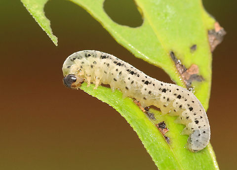 Sawfly Larva - Tenthredinidae Taxonus sp.?

Host plant - Rudbeckia laciniata (At least, that's how it was labeled. It was so chewed up that I can't confirm the plant ID.)
https://www.jungledragon.com/image/154097/sawfly_larva_-_tenthredinidae.html
https://www.jungledragon.com/image/154100/sawfly_larva_-_tenthredinidae.html
https://www.jungledragon.com/image/154099/sawfly_larva_-_tenthredinidae.html
https://www.jungledragon.com/image/154098/sawfly_larva_-_tenthredinidae.html Geotagged,Summer,United States