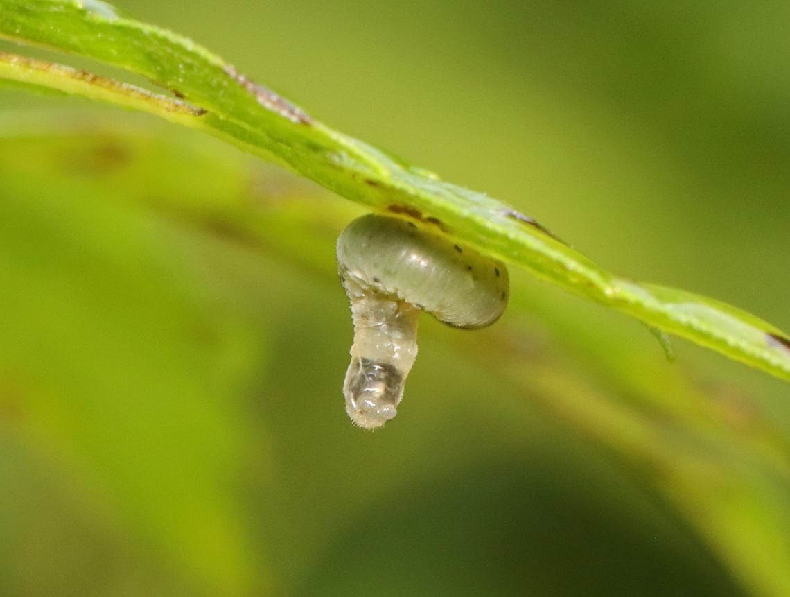 Sawfly Larva - Tenthredinidae Taxonus sp.?<br />
<br />
Host plant - Rudbeckia laciniata (At least, that's how it was labeled. It was so chewed up that I can't confirm the plant ID.)<br />
<figure class="photo"><a href="https://www.jungledragon.com/image/154097/sawfly_larva_-_tenthredinidae.html" title="Sawfly Larva - Tenthredinidae"><img src="https://s3.amazonaws.com/media.jungledragon.com/images/3232/154097_thumb.jpg?AWSAccessKeyId=05GMT0V3GWVNE7GGM1R2&Expires=1769040010&Signature=jbr31dq6zIAxmJtbUg%2BO4NXHGAY%3D" width="200" height="158" alt="Sawfly Larva - Tenthredinidae Taxonus sp.?<br />
<br />
Host plant - Rudbeckia laciniata (At least, that's how it was labeled. It was so chewed up that I can't confirm the plant ID.)<br />
https://www.jungledragon.com/image/154097/sawfly_larva_-_tenthredinidae.html<br />
https://www.jungledragon.com/image/154100/sawfly_larva_-_tenthredinidae.html<br />
https://www.jungledragon.com/image/154099/sawfly_larva_-_tenthredinidae.html<br />
https://www.jungledragon.com/image/154098/sawfly_larva_-_tenthredinidae.html Geotagged,Summer,Taxonus,Tenthredinidae,United States,larva,sawfly,sawfly larva" /></a></figure><br />
<figure class="photo"><a href="https://www.jungledragon.com/image/154100/sawfly_larva_-_tenthredinidae.html" title="Sawfly Larva - Tenthredinidae"><img src="https://s3.amazonaws.com/media.jungledragon.com/images/3232/154100_thumb.jpg?AWSAccessKeyId=05GMT0V3GWVNE7GGM1R2&Expires=1769040010&Signature=Dz2XaWIqX7eQyCmFYLu8W3cJlAg%3D" width="120" height="152" alt="Sawfly Larva - Tenthredinidae Taxonus sp.?<br />
<br />
Host plant - Rudbeckia laciniata (At least, that's how it was labeled. It was so chewed up that I can't confirm the plant ID.)<br />
https://www.jungledragon.com/image/154097/sawfly_larva_-_tenthredinidae.html<br />
https://www.jungledragon.com/image/154100/sawfly_larva_-_tenthredinidae.html<br />
https://www.jungledragon.com/image/154099/sawfly_larva_-_tenthredinidae.html<br />
https://www.jungledragon.com/image/154098/sawfly_larva_-_tenthredinidae.html Geotagged,Summer,United States" /></a></figure><br />
<figure class="photo"><a href="https://www.jungledragon.com/image/154099/sawfly_larva_-_tenthredinidae.html" title="Sawfly Larva - Tenthredinidae"><img src="https://s3.amazonaws.com/media.jungledragon.com/images/3232/154099_thumb.jpg?AWSAccessKeyId=05GMT0V3GWVNE7GGM1R2&Expires=1769040010&Signature=yBgqtwuJU7hMkzT3ljhAl8bQutI%3D" width="200" height="152" alt="Sawfly Larva - Tenthredinidae Taxonus sp.?<br />
<br />
Host plant - Rudbeckia laciniata (At least, that's how it was labeled. It was so chewed up that I can't confirm the plant ID.)<br />
https://www.jungledragon.com/image/154097/sawfly_larva_-_tenthredinidae.html<br />
https://www.jungledragon.com/image/154100/sawfly_larva_-_tenthredinidae.html<br />
https://www.jungledragon.com/image/154099/sawfly_larva_-_tenthredinidae.html<br />
https://www.jungledragon.com/image/154098/sawfly_larva_-_tenthredinidae.html Geotagged,Summer,United States" /></a></figure><br />
<figure class="photo"><a href="https://www.jungledragon.com/image/154098/sawfly_larva_-_tenthredinidae.html" title="Sawfly Larva - Tenthredinidae"><img src="https://s3.amazonaws.com/media.jungledragon.com/images/3232/154098_thumb.jpg?AWSAccessKeyId=05GMT0V3GWVNE7GGM1R2&Expires=1769040010&Signature=ieNYpoVtwRcgvmFdYk3lHbyh9%2BI%3D" width="200" height="144" alt="Sawfly Larva - Tenthredinidae Taxonus sp.?<br />
<br />
Host plant - Rudbeckia laciniata (At least, that's how it was labeled. It was so chewed up that I can't confirm the plant ID.)<br />
https://www.jungledragon.com/image/154097/sawfly_larva_-_tenthredinidae.html<br />
https://www.jungledragon.com/image/154100/sawfly_larva_-_tenthredinidae.html<br />
https://www.jungledragon.com/image/154099/sawfly_larva_-_tenthredinidae.html<br />
https://www.jungledragon.com/image/154098/sawfly_larva_-_tenthredinidae.html Geotagged,Summer,United States" /></a></figure> Geotagged,Summer,United States