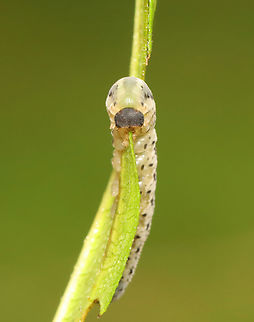 Sawfly Larva - Tenthredinidae Taxonus sp.?

Host plant - Rudbeckia laciniata (At least, that's how it was labeled. It was so chewed up that I can't confirm the plant ID.)
https://www.jungledragon.com/image/154097/sawfly_larva_-_tenthredinidae.html
https://www.jungledragon.com/image/154100/sawfly_larva_-_tenthredinidae.html
https://www.jungledragon.com/image/154099/sawfly_larva_-_tenthredinidae.html
https://www.jungledragon.com/image/154098/sawfly_larva_-_tenthredinidae.html Geotagged,Summer,United States