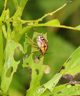 Spined soldier bug (nymph) - Podisus maculiventris If you look closely, you can see that it was snacking on a sawfly larva, which was partly obscured by the leaf.

Habitat: Garden Geotagged,Podisus,Podisus maculiventris,Spined soldier bug,Summer,United States,bug,nymph,soldier bug