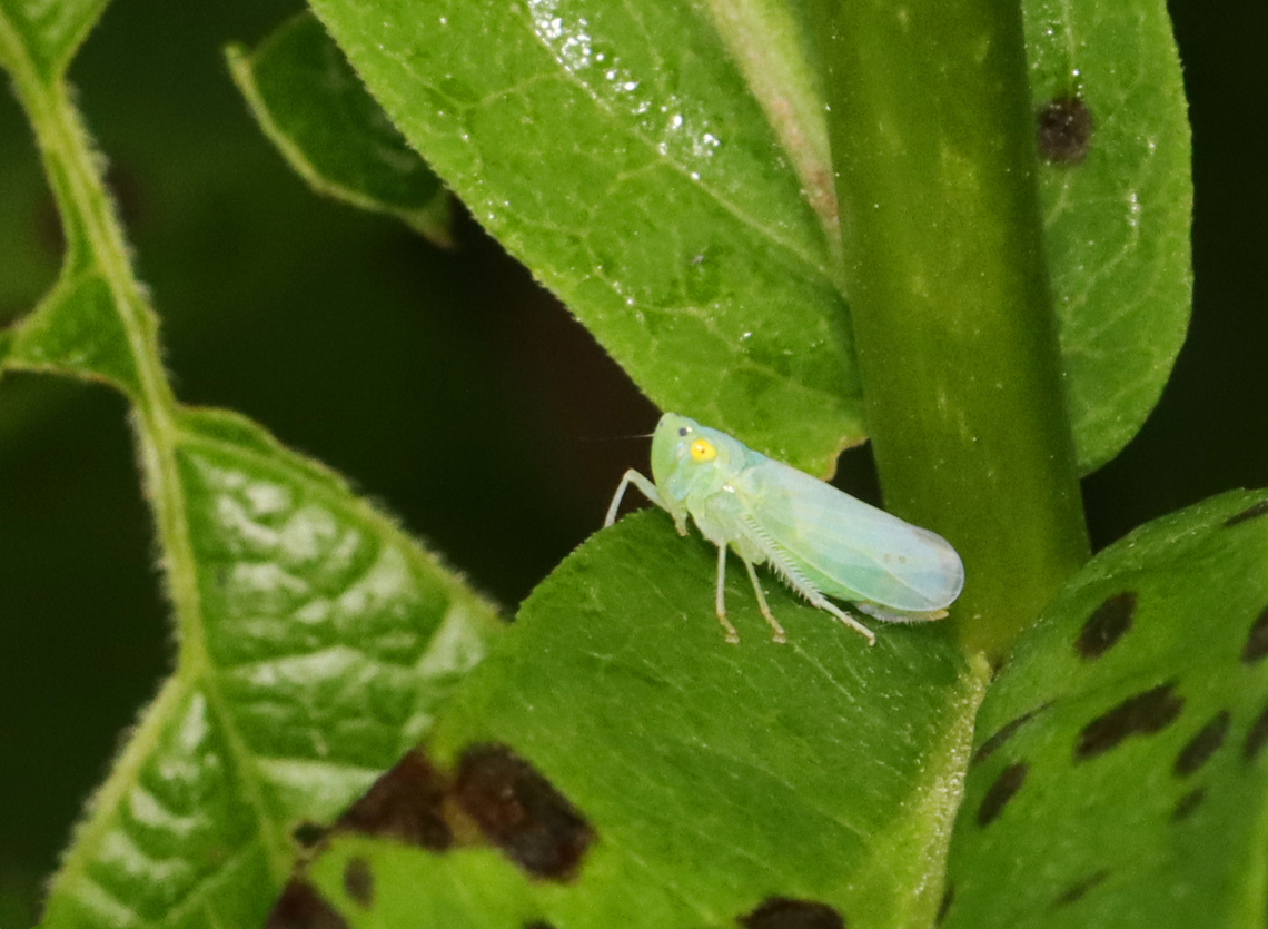 Leafhopper - Pagaronia minor Habitat: Garden Cicadellidae,Geotagged,Leafhopper,Pagaronia,Pagaronia minor,Summer,United States