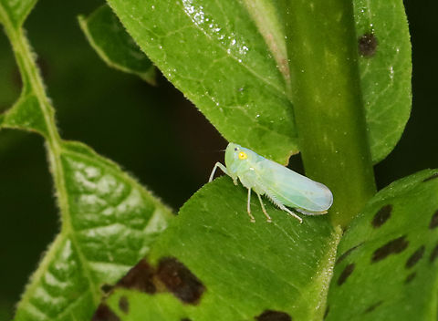 Leafhopper - Pagaronia minor Habitat: Garden Cicadellidae,Geotagged,Leafhopper,Pagaronia,Pagaronia minor,Summer,United States