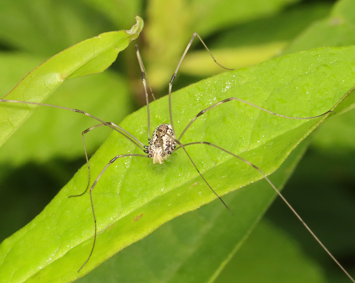Harvestman - Leiobunum vittatum Habitat: Garden Geotagged,Leiobunum,Leiobunum vittatum,Opiliones,Summer,United States,harvestman