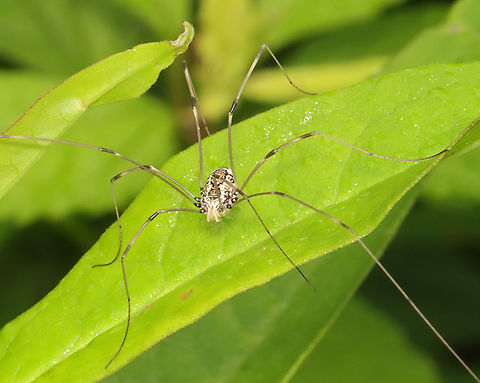 Harvestman - Leiobunum vittatum Habitat: Garden Geotagged,Leiobunum,Leiobunum vittatum,Opiliones,Summer,United States,harvestman