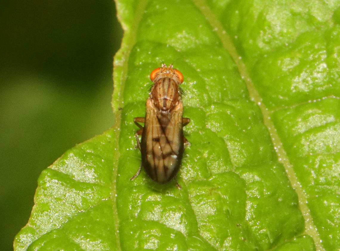 Fly - Opomyza petrei Habitat: Garden Geotagged,Opomyza,Opomyza petrei,Opomyzidae,Summer,United States,diptera,fly