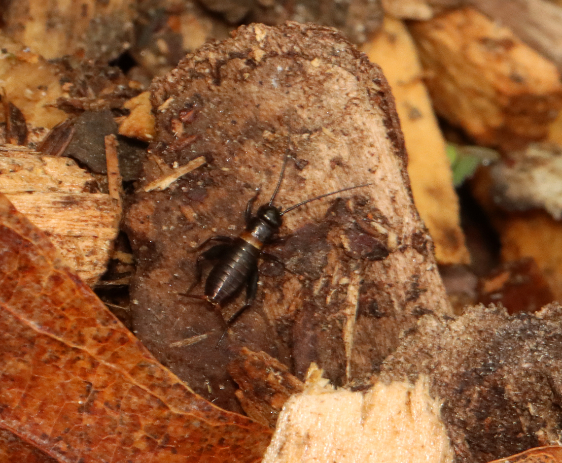 Spring Field Cricket - Gryllus veletis *Species is tentative<br />
<br />
Habitat: Deciduous forest Geotagged,Gryllidae,Gryllus,Gryllus veletis,Spring field cricket,Summer,United States,cricket
