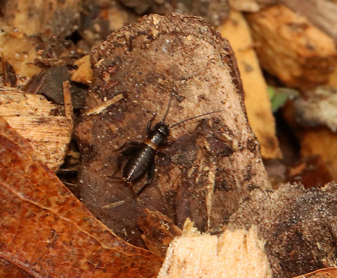 Spring Field Cricket