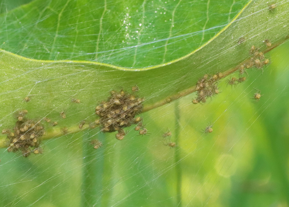Spiderlings - Family Araneidae Habitat: Found on milkweed in a meadow Araneidae,Geotagged,Summer,United States,spider,spiderlings,spiders,web