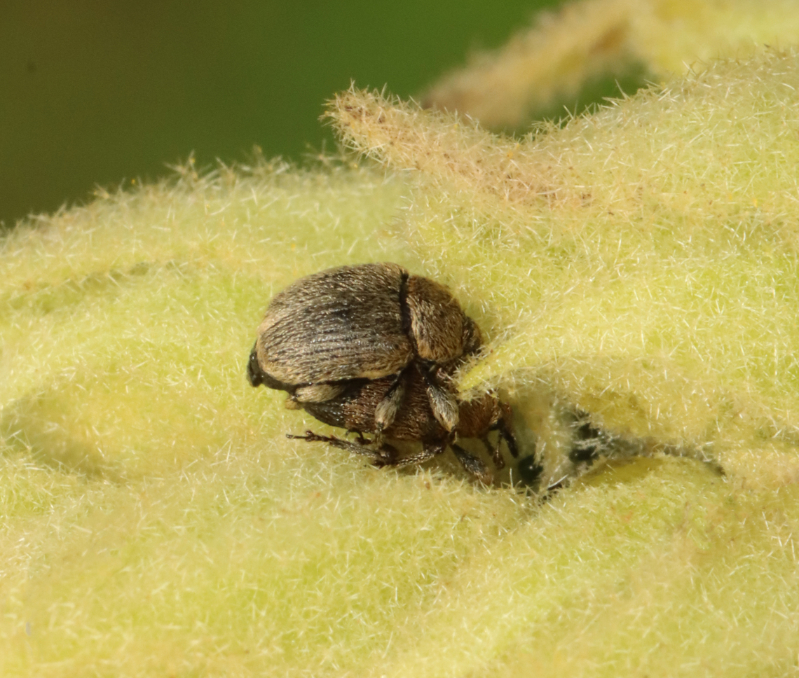 Mullein Weevil - Rhinusa tetra Mating and eating at the same time.<br />
<br />
Habitat: Found on mullein Curculionidae,Geotagged,Mullein Weevil,Rhinusa,Rhinusa tetra,Summer,United States,beetle,weevil