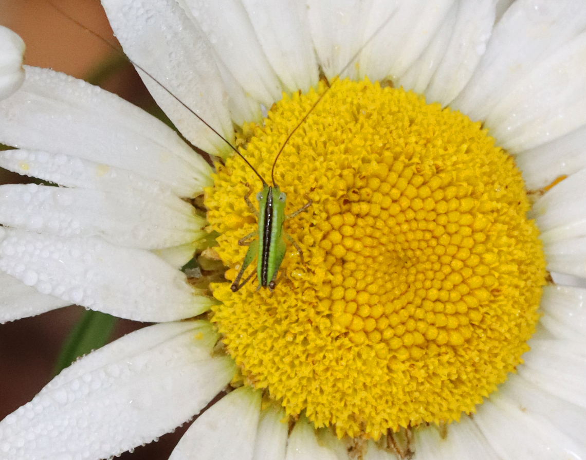 Short-winged meadow katydid - Conocephalus brevipennis Habitat: Garden Conocephalus,Conocephalus brevipennis,Geotagged,Short-winged meadow katydid,Summer,United States,katydid,katydid nymph,nymph