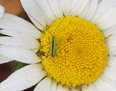 Short-winged meadow katydid - Conocephalus brevipennis Habitat: Garden Conocephalus,Conocephalus brevipennis,Geotagged,Short-winged meadow katydid,Summer,United States,katydid,katydid nymph,nymph