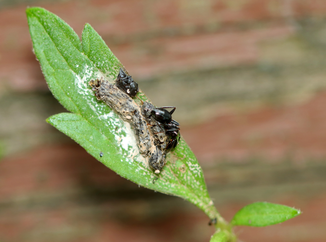 Carpenter Ant - Camponotus pennsylvanicus This ant was eating a dead, rotting insect that appeared to have been killed by fungus.<br />
<br />
Habitat: Forest edge Black carpenter ant,Camponotus,Camponotus pennsylvanicus,Geotagged,Spring,United States,ant