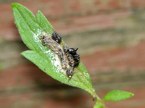 Carpenter Ant - Camponotus pennsylvanicus This ant was eating a dead, rotting insect that appeared to have been killed by fungus.

Habitat: Forest edge Black carpenter ant,Camponotus,Camponotus pennsylvanicus,Geotagged,Spring,United States,ant