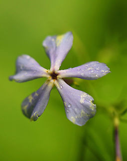Phlox - Phlox divaricata Habitat: Pondside Blue Phlox,Geotagged,Phlox,Phlox divaricata,Spring,United States